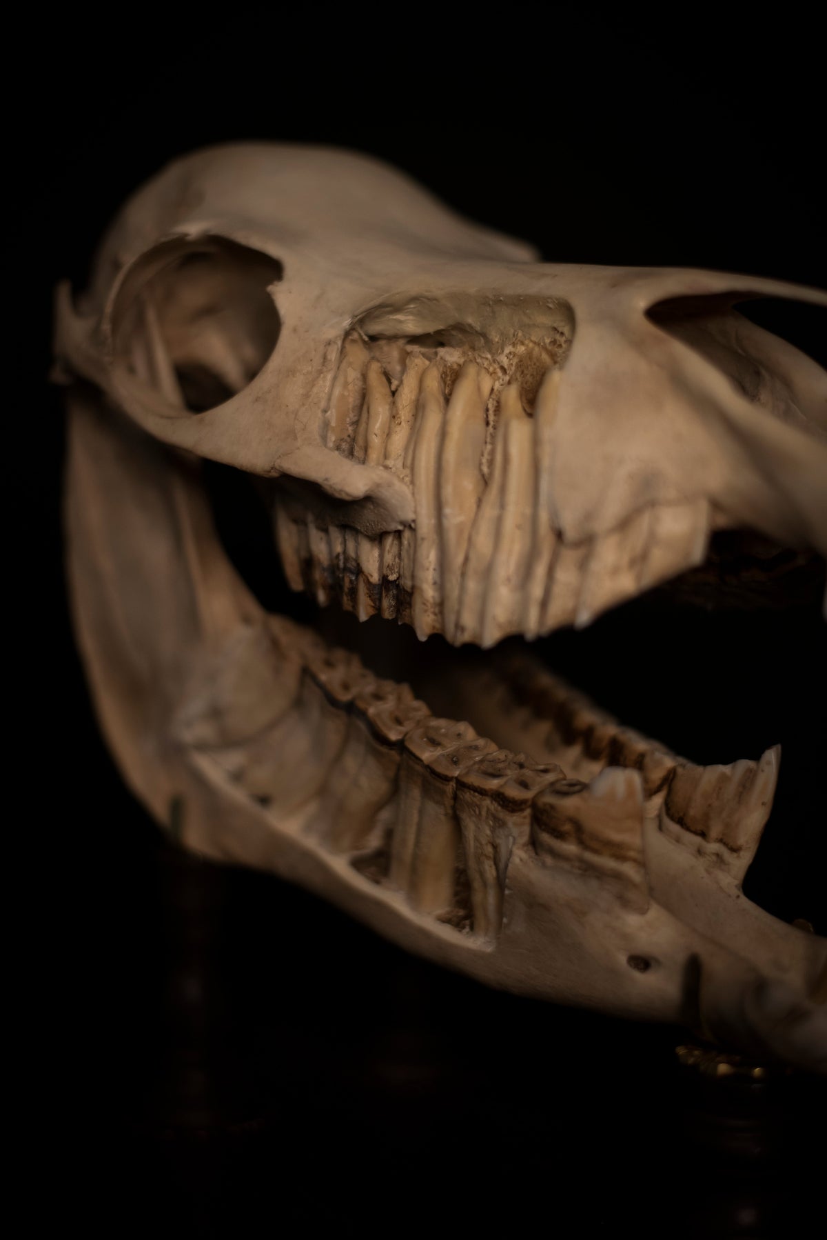 Natural History