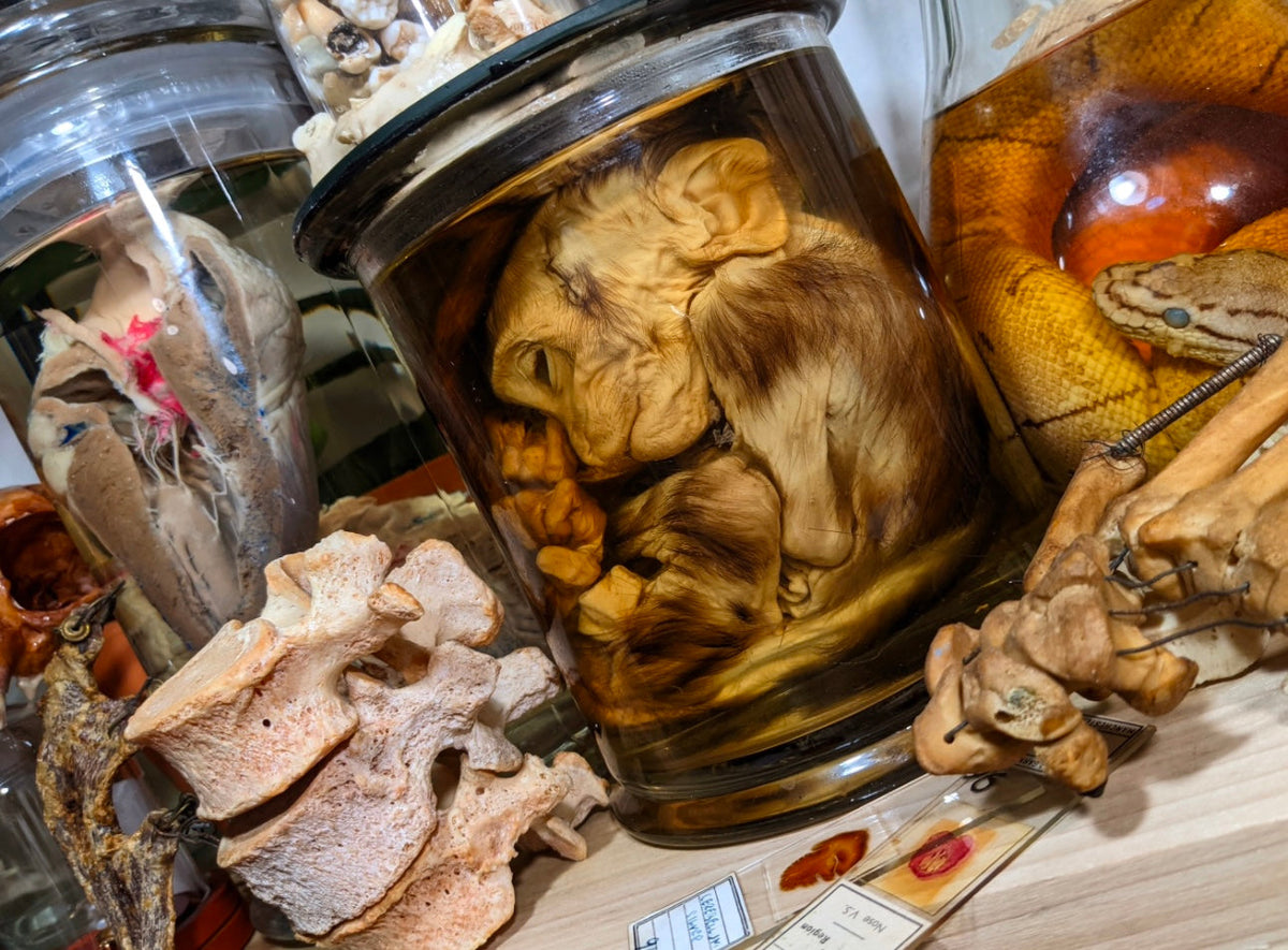 Wet Specimens