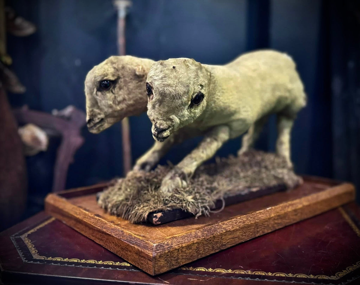Taxidermy