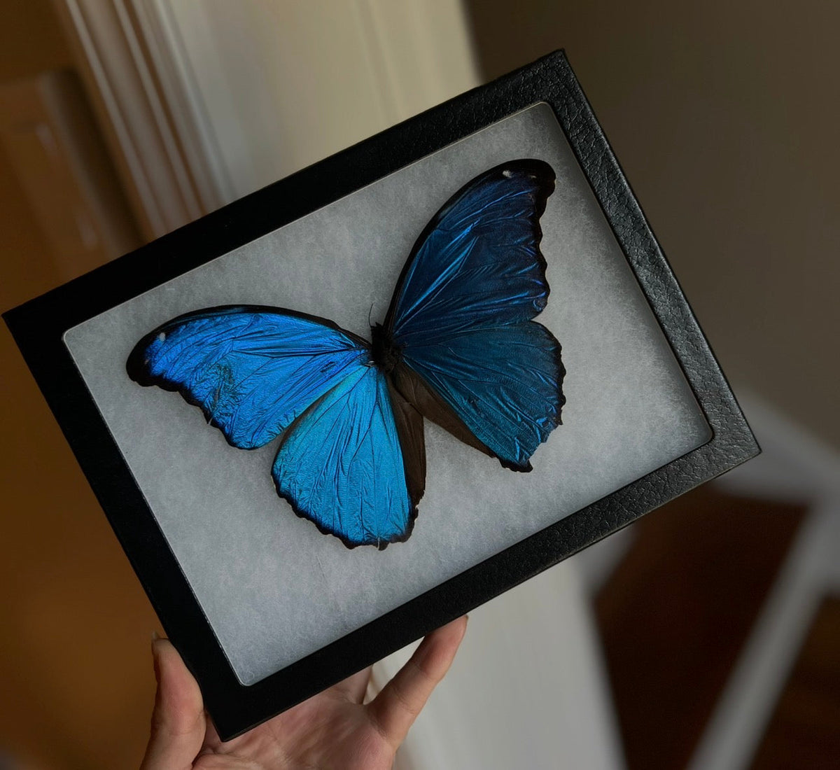 Entomology