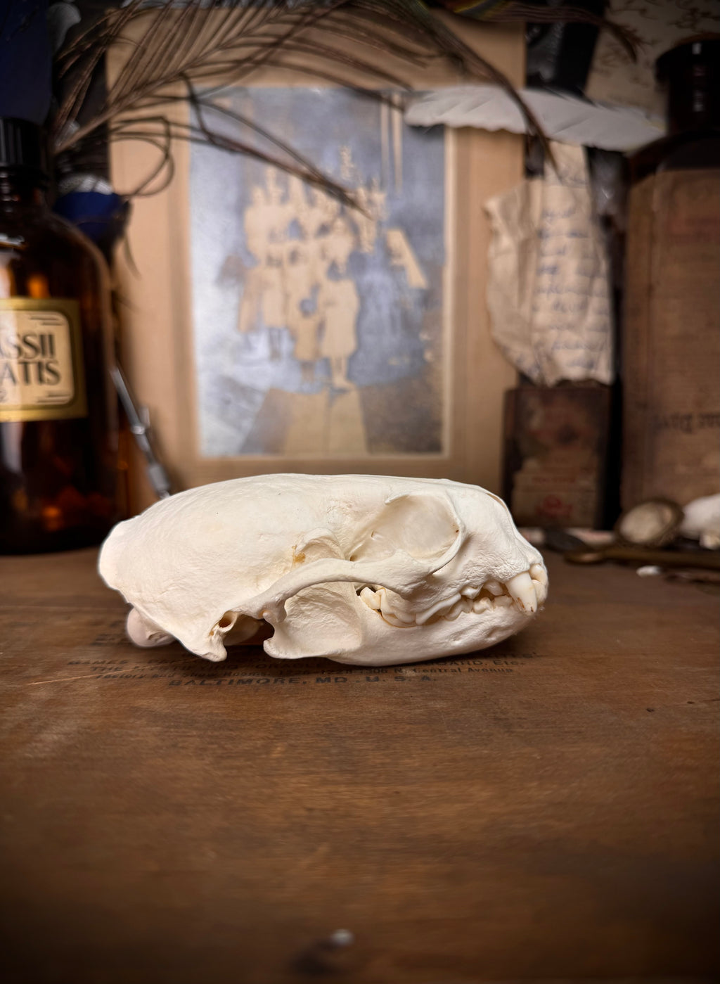 Otter Skull