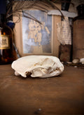 Otter Skull