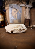 Otter Skull