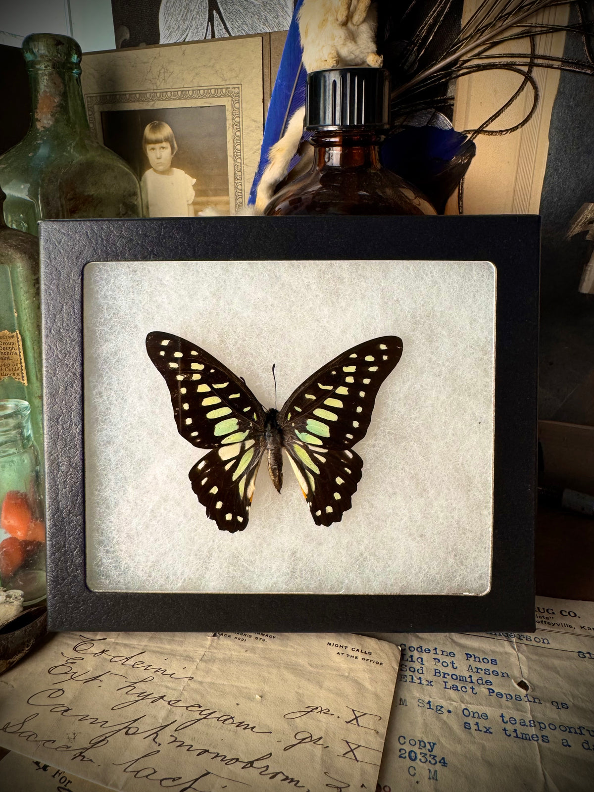 Tailed Jay Butterfly In Frame