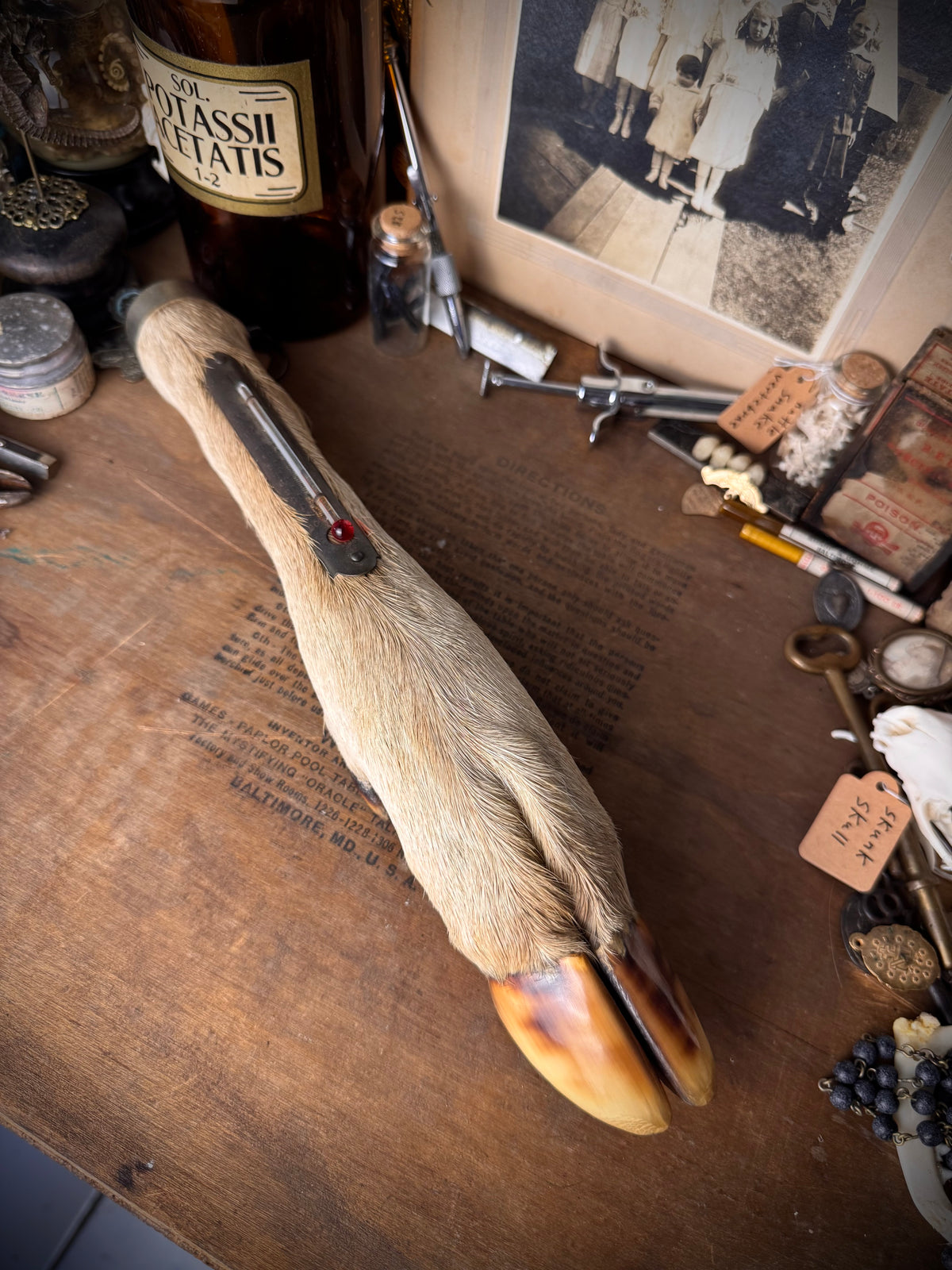 Taxidermy Deer Hoof Thermometer