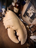 Giant Lobster Claw