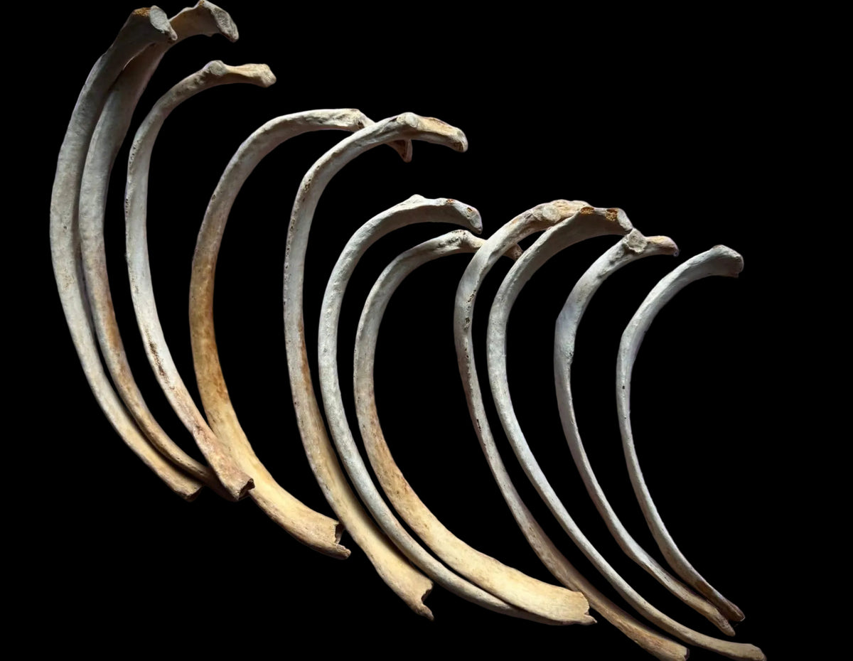 Human Rib Bone