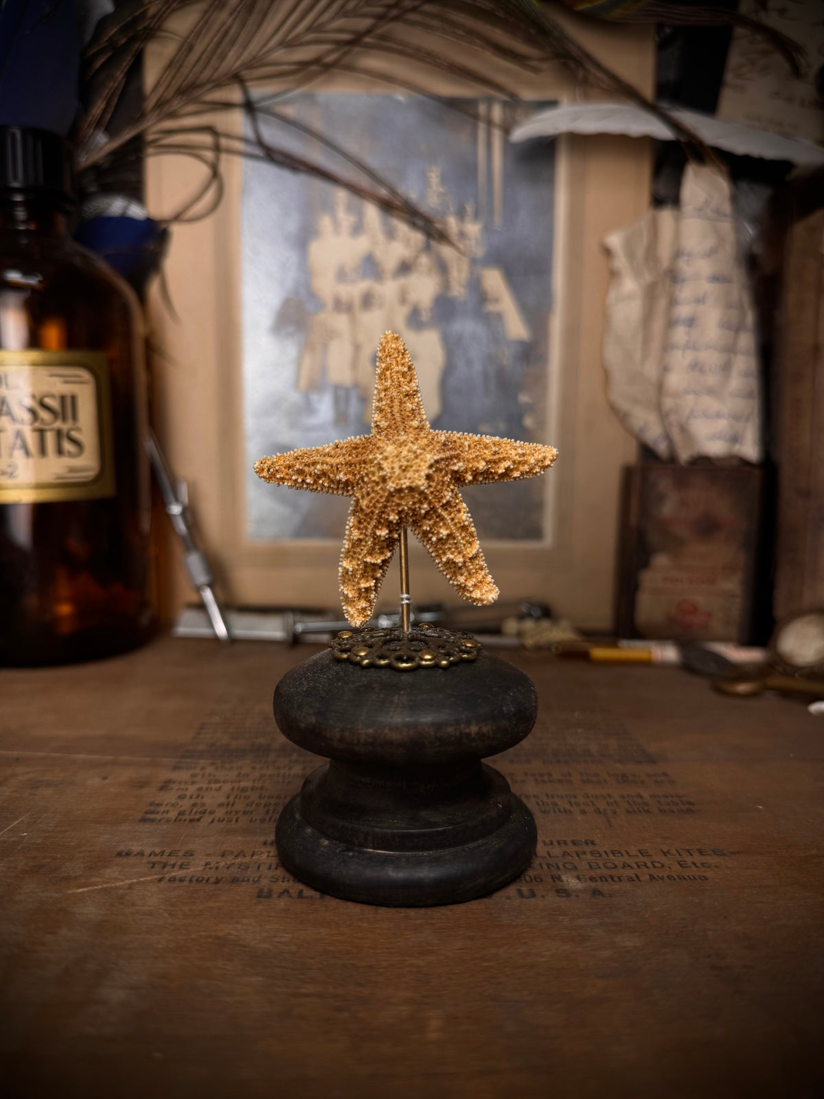 Mummified Starfish