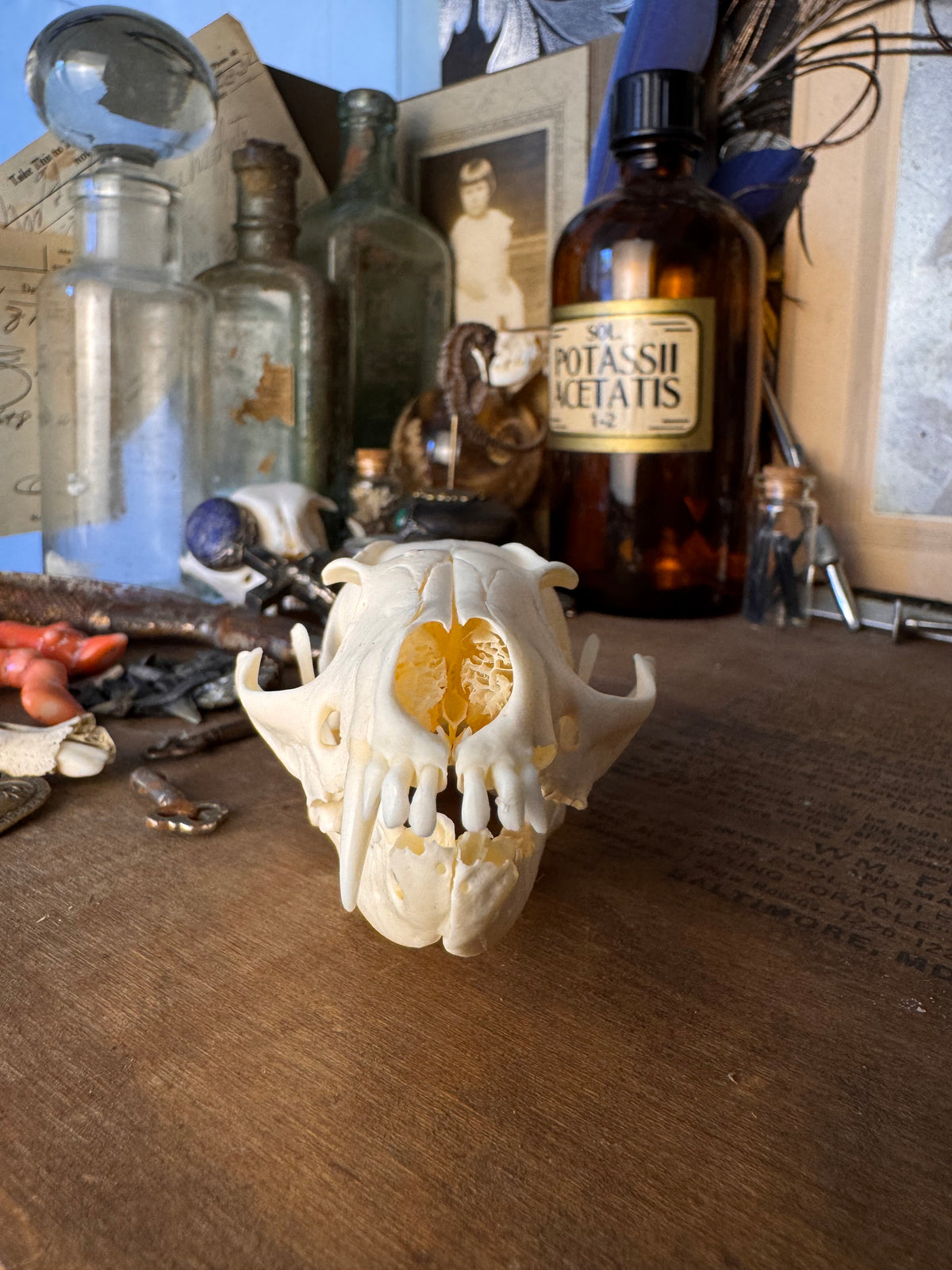 Gray Fox Skull