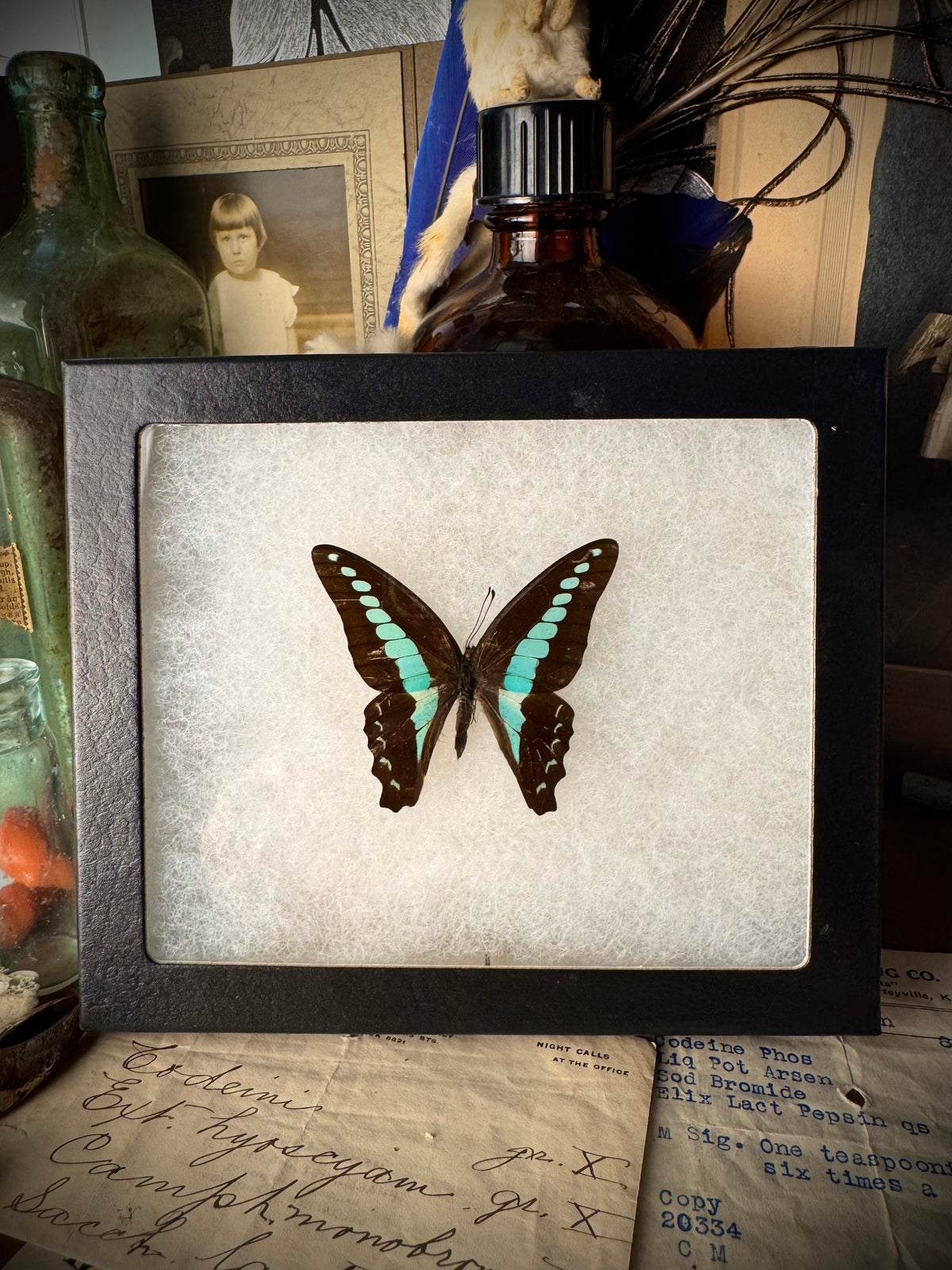 Blue Triangle Butterfly In Frame