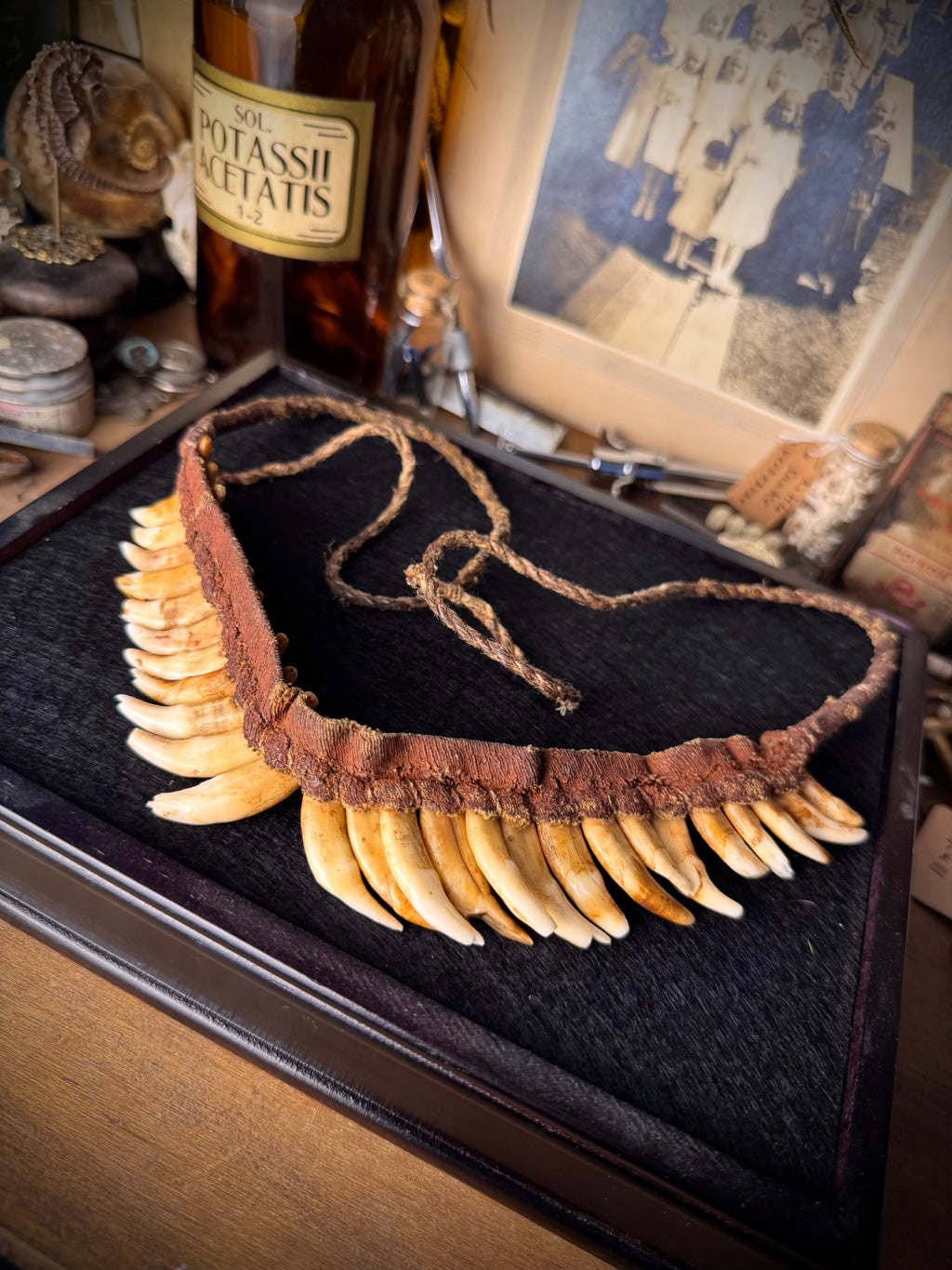 Papua New Guinea Tribal Dog Tooth Necklace