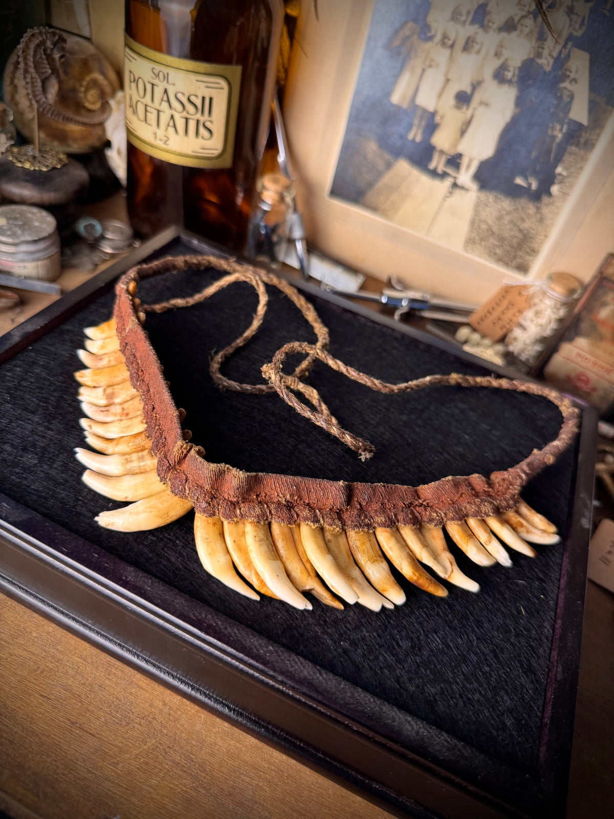 Papua New Guinea Tribal Dog Tooth Necklace