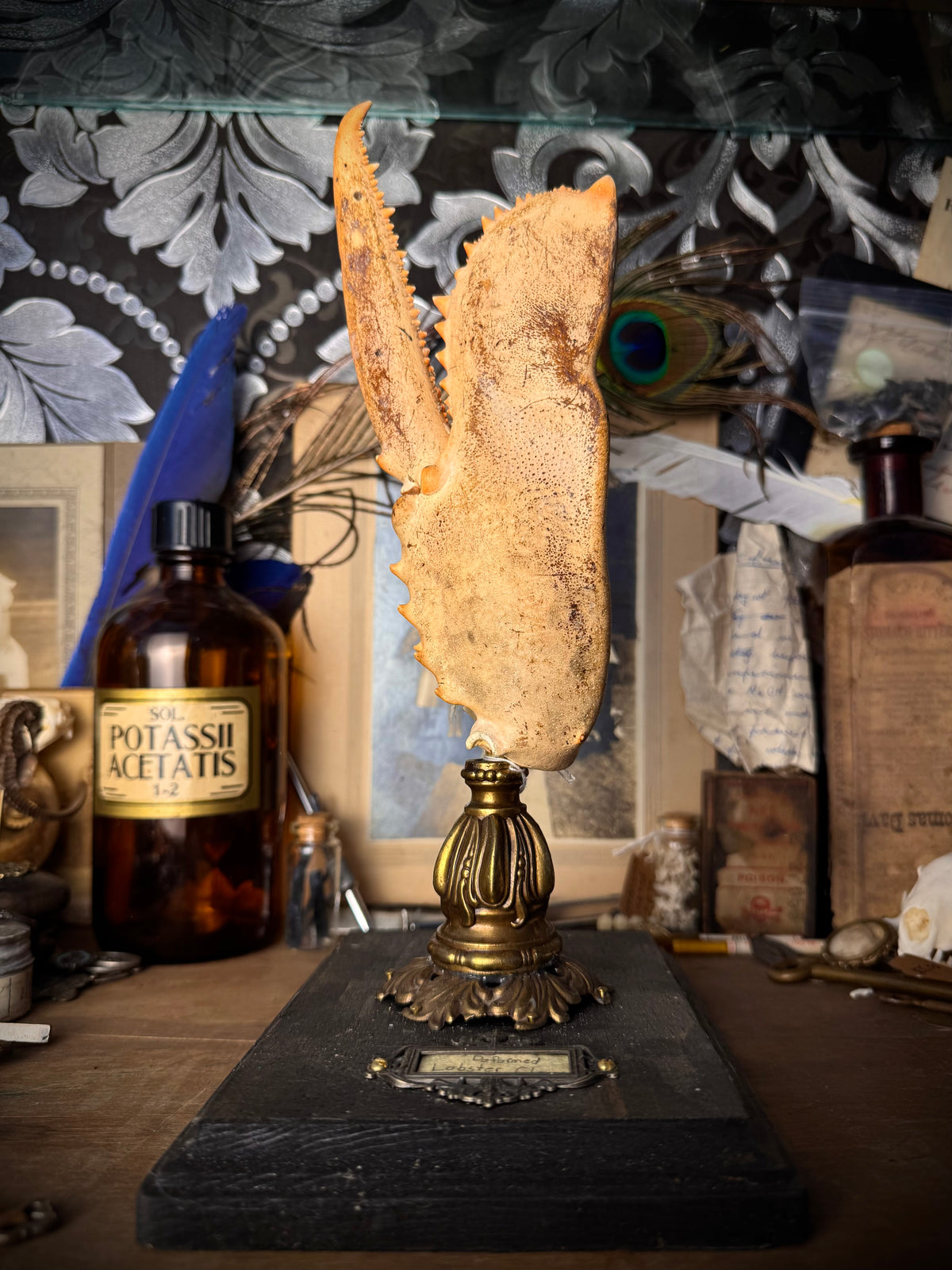 Deformed Lobster Claw Display