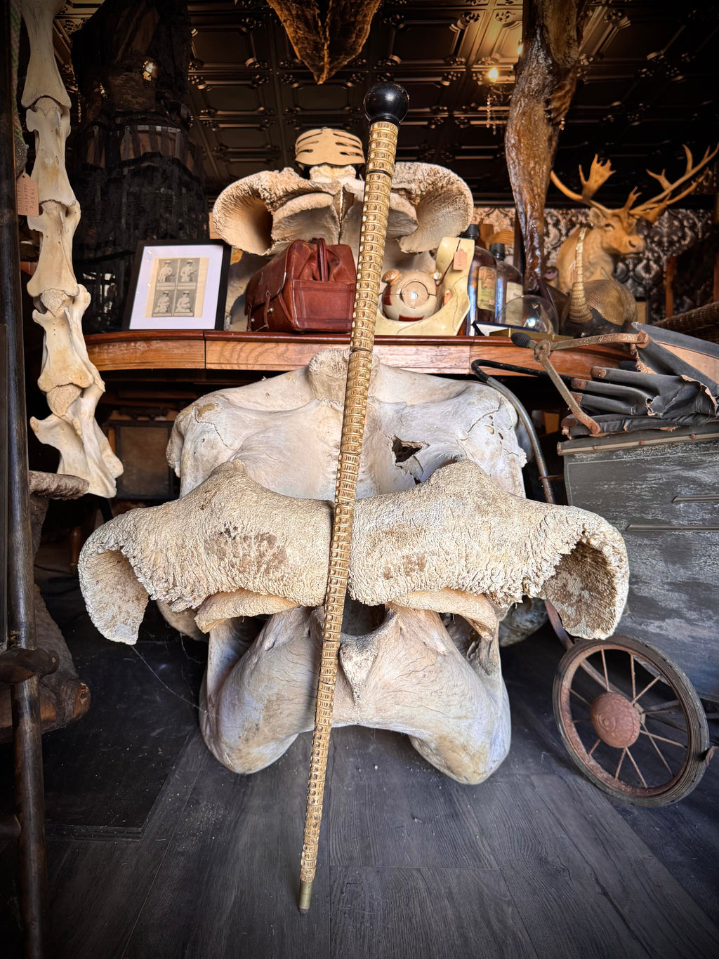 Shark Vertebrae Cane