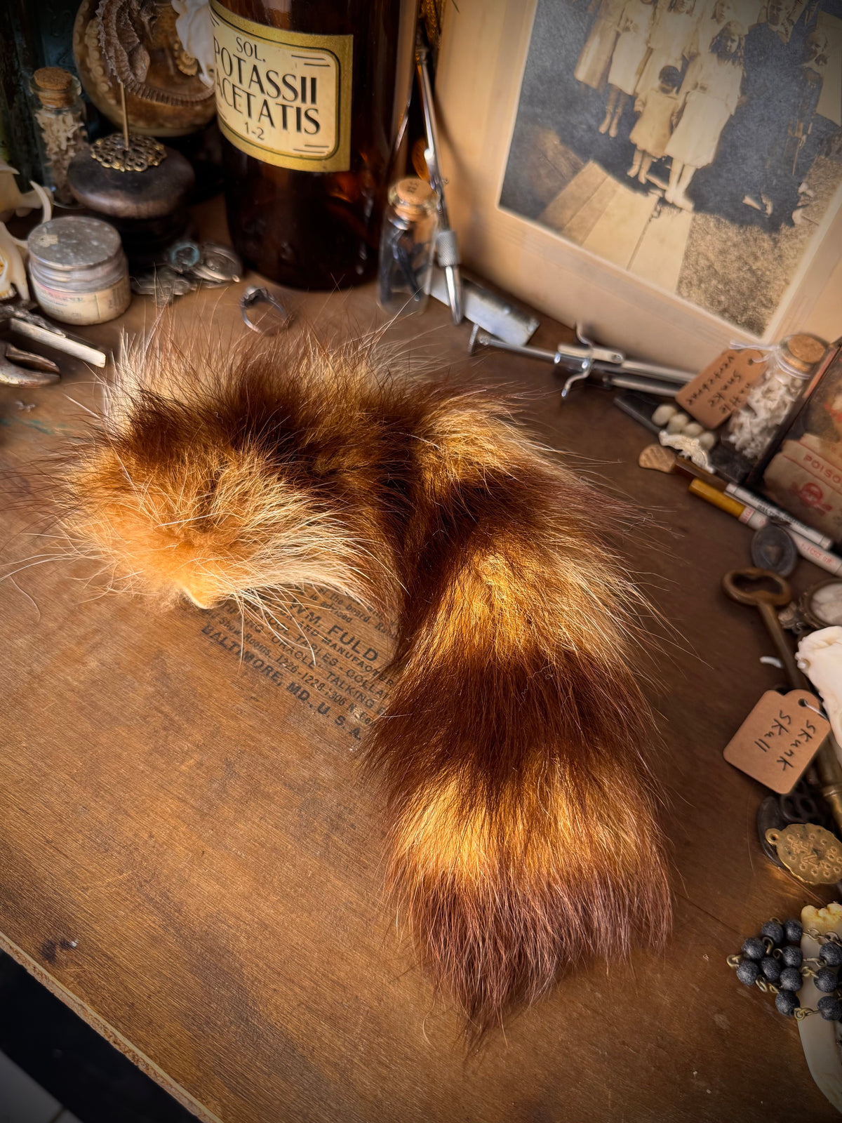 Raccoon Tail