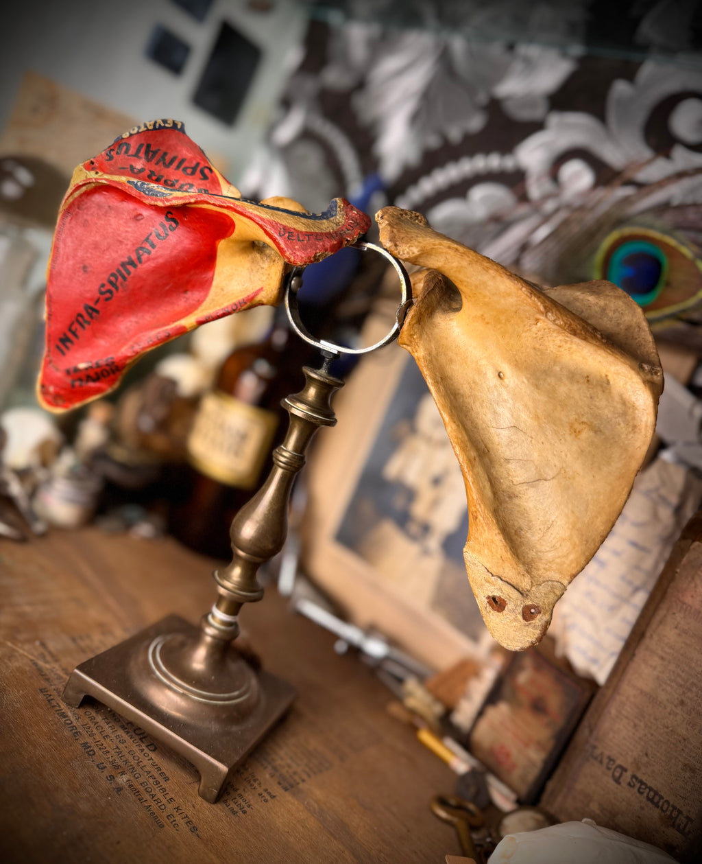 Human Scapula Display