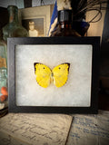 Lemon Emigrant Butterfly In Frame