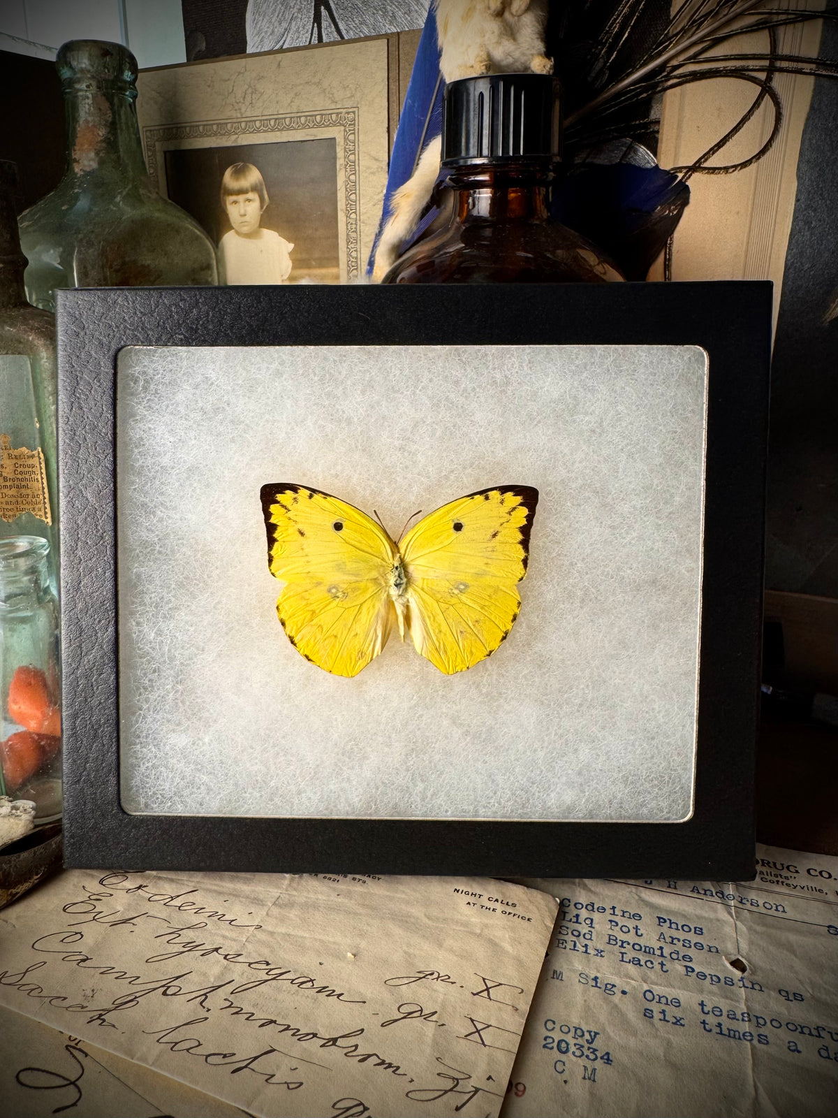 Lemon Emigrant Butterfly In Frame