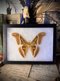 Samia Silkmoth in Frame