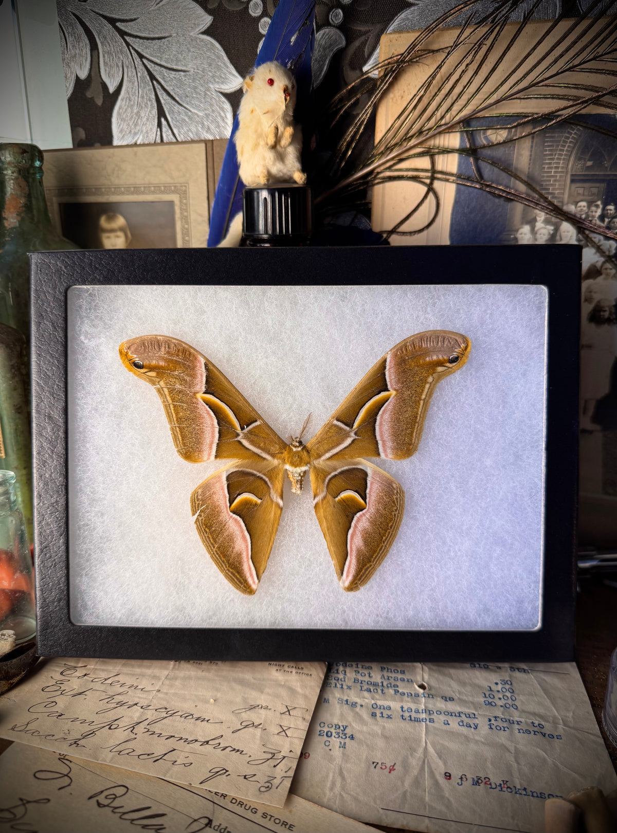 Samia Silkmoth in Frame