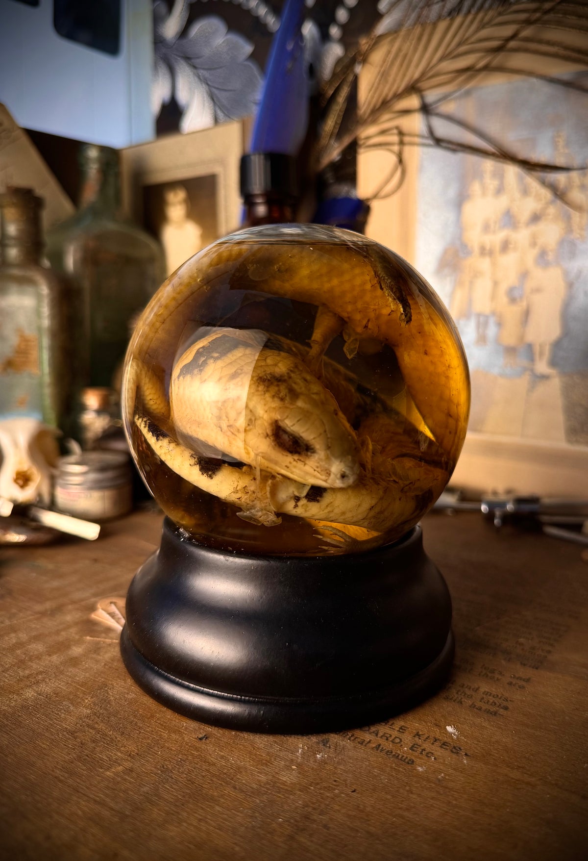 Wet Specimen Skink Twins