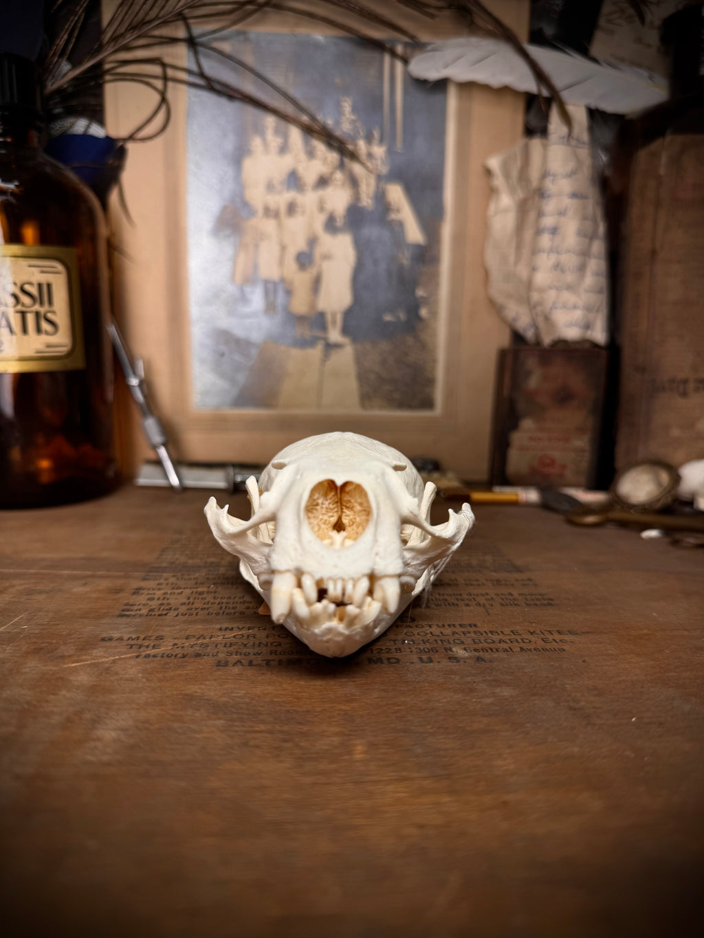 Otter Skull