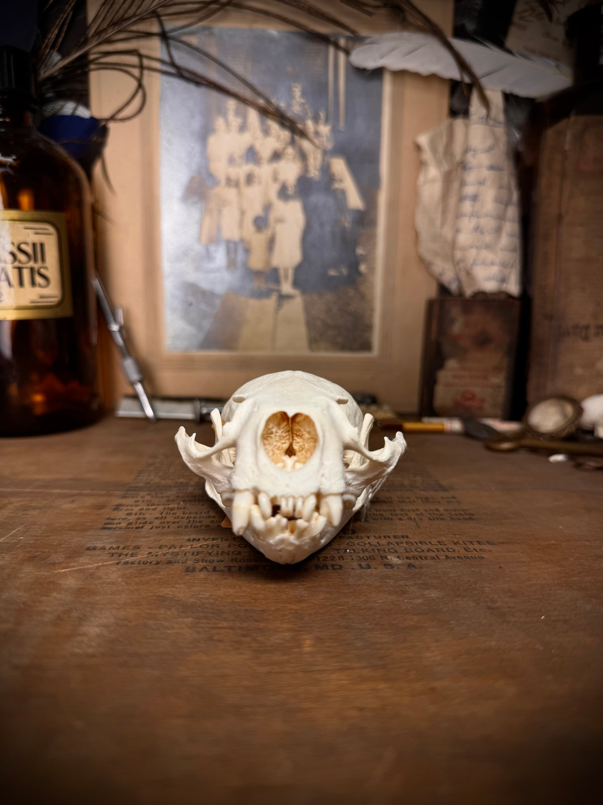Otter Skull