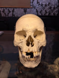 Adult Male Medical Skull