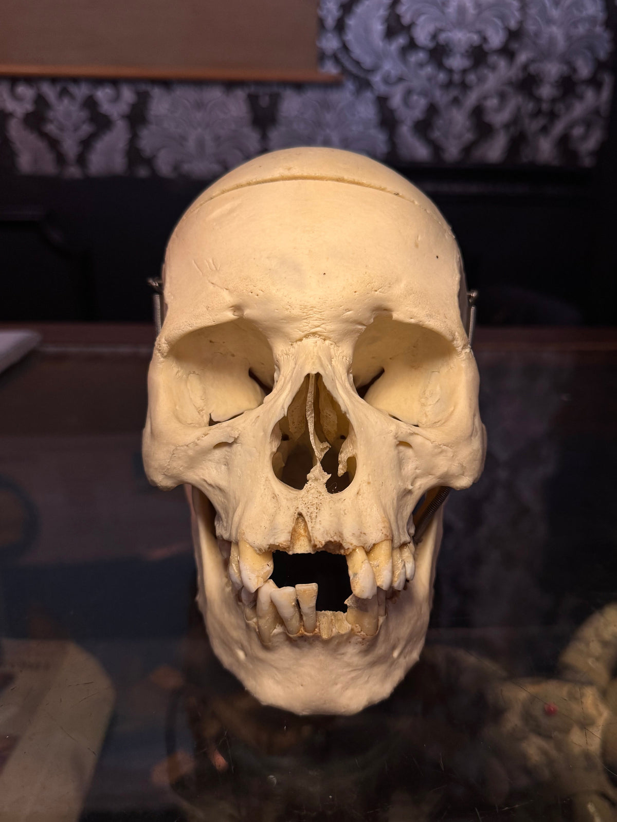 Adult Male Medical Skull