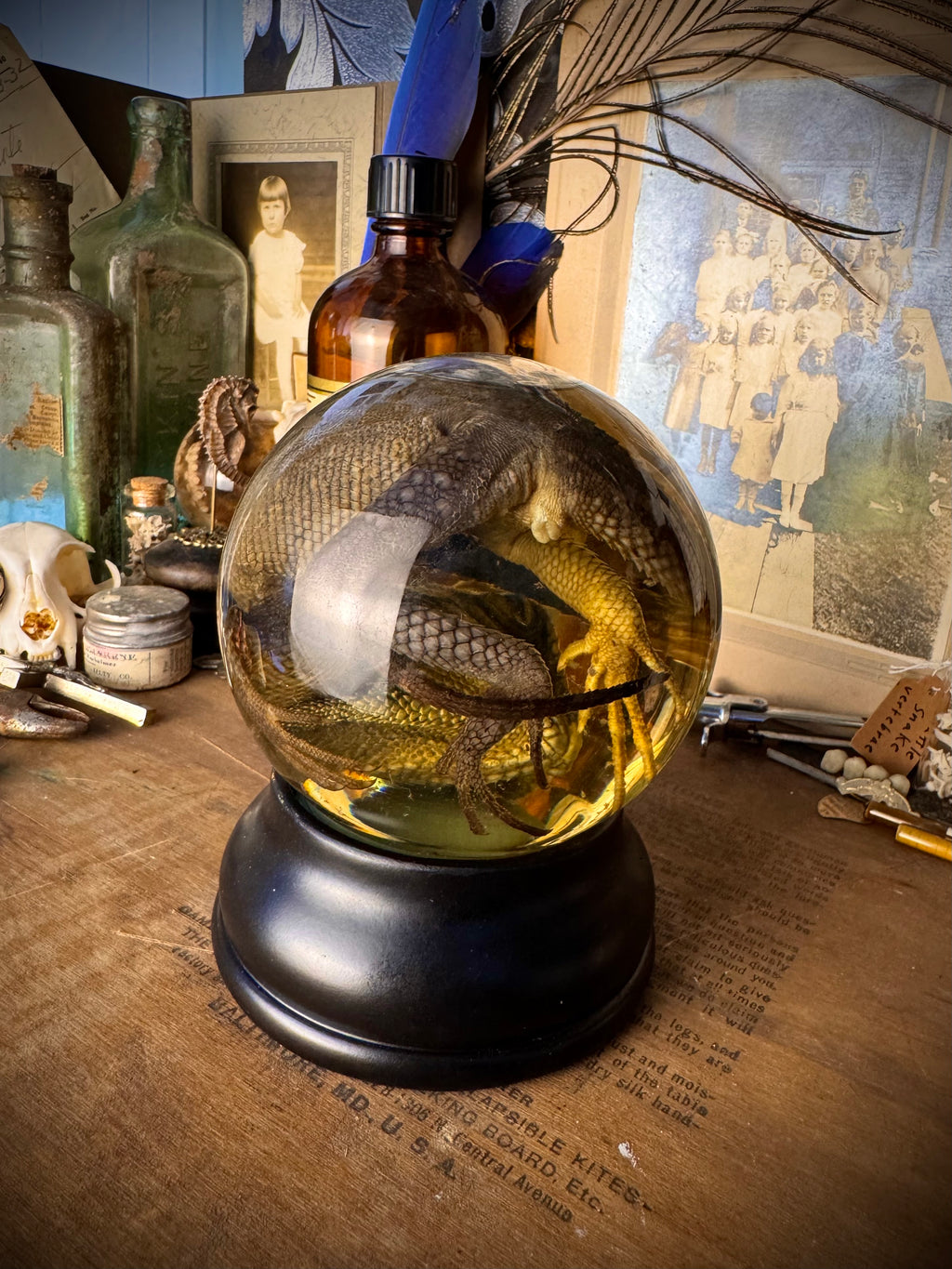 Wet Specimen Mountain Horned Lizard