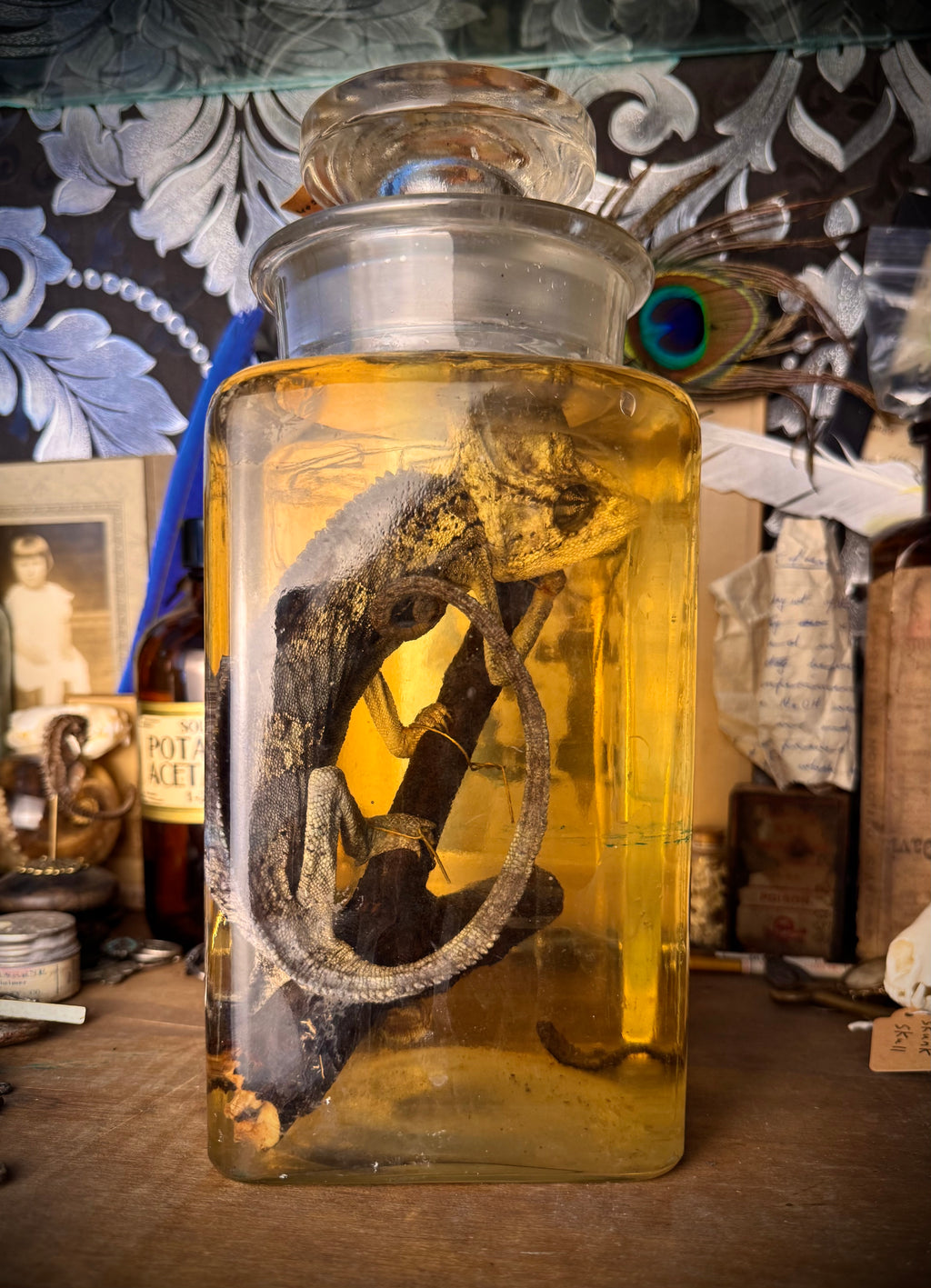Wet Specimen Veiled Chameleon