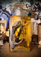 Wet Specimen Veiled Chameleon