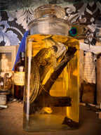 Wet Specimen Veiled Chameleon