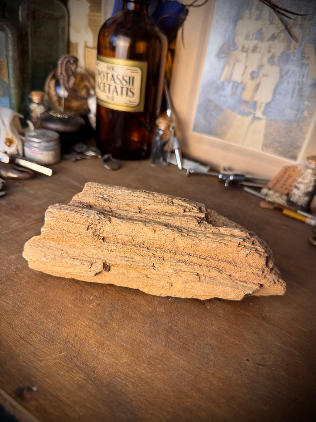 Petrified Wood