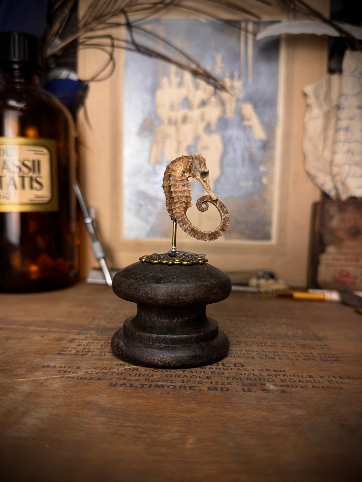 Mummified Seahorse