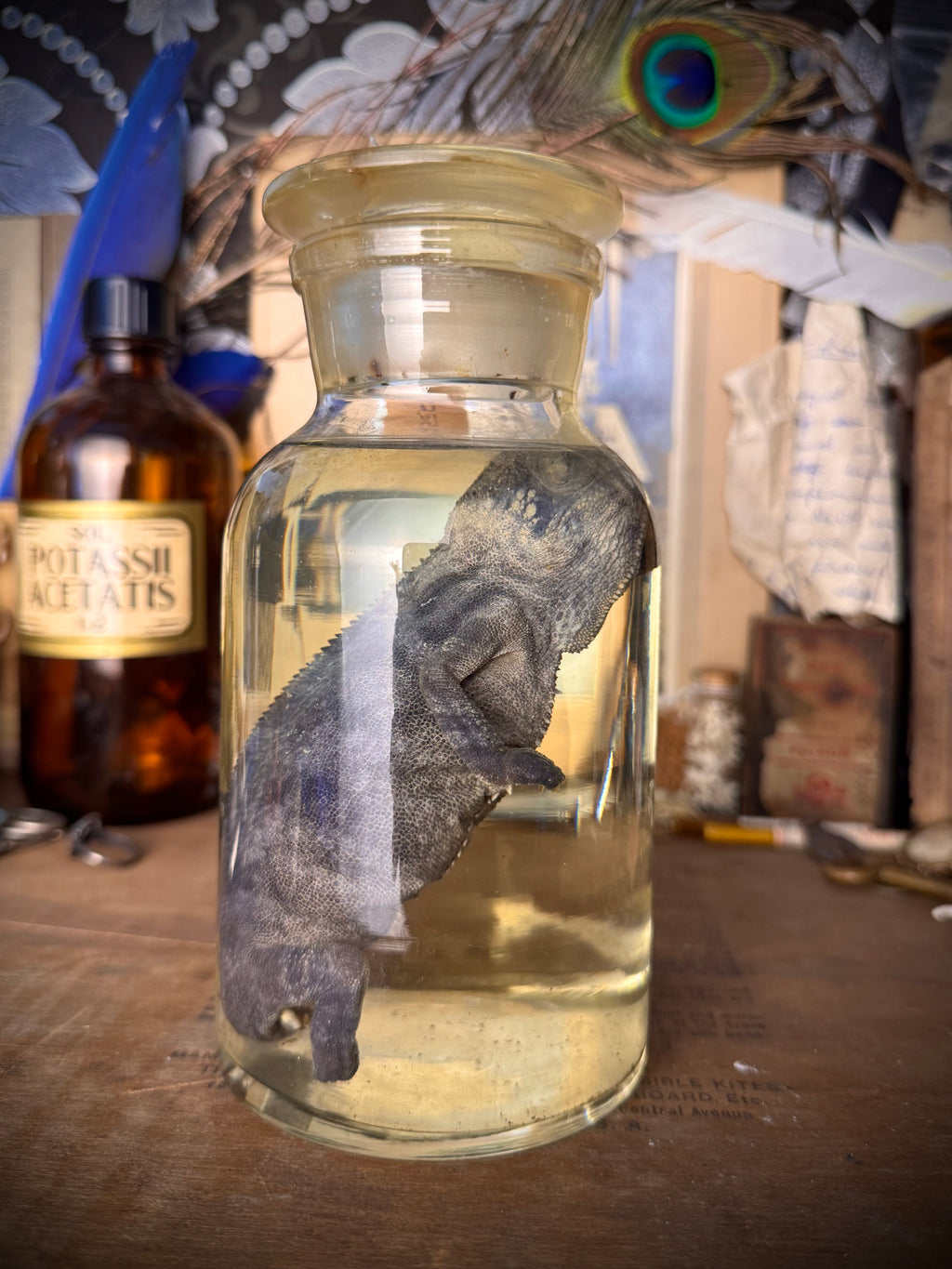 Wet Specimen Chameleon