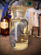 Wet Specimen Chameleon