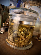 Wet Specimen Juvenile Uromastyx Lizard