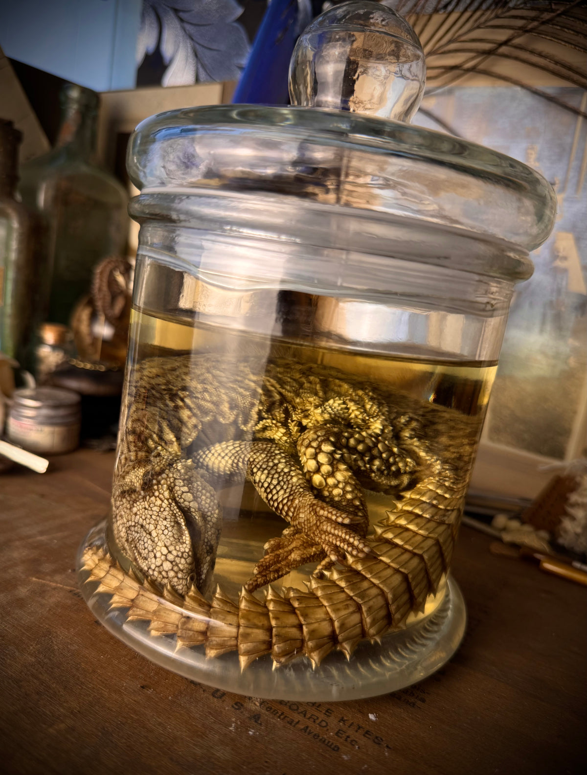 Wet Specimen Juvenile Uromastyx Lizard
