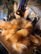 Raccoon Tail