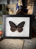 Blue Tiger Butterfly In Frame