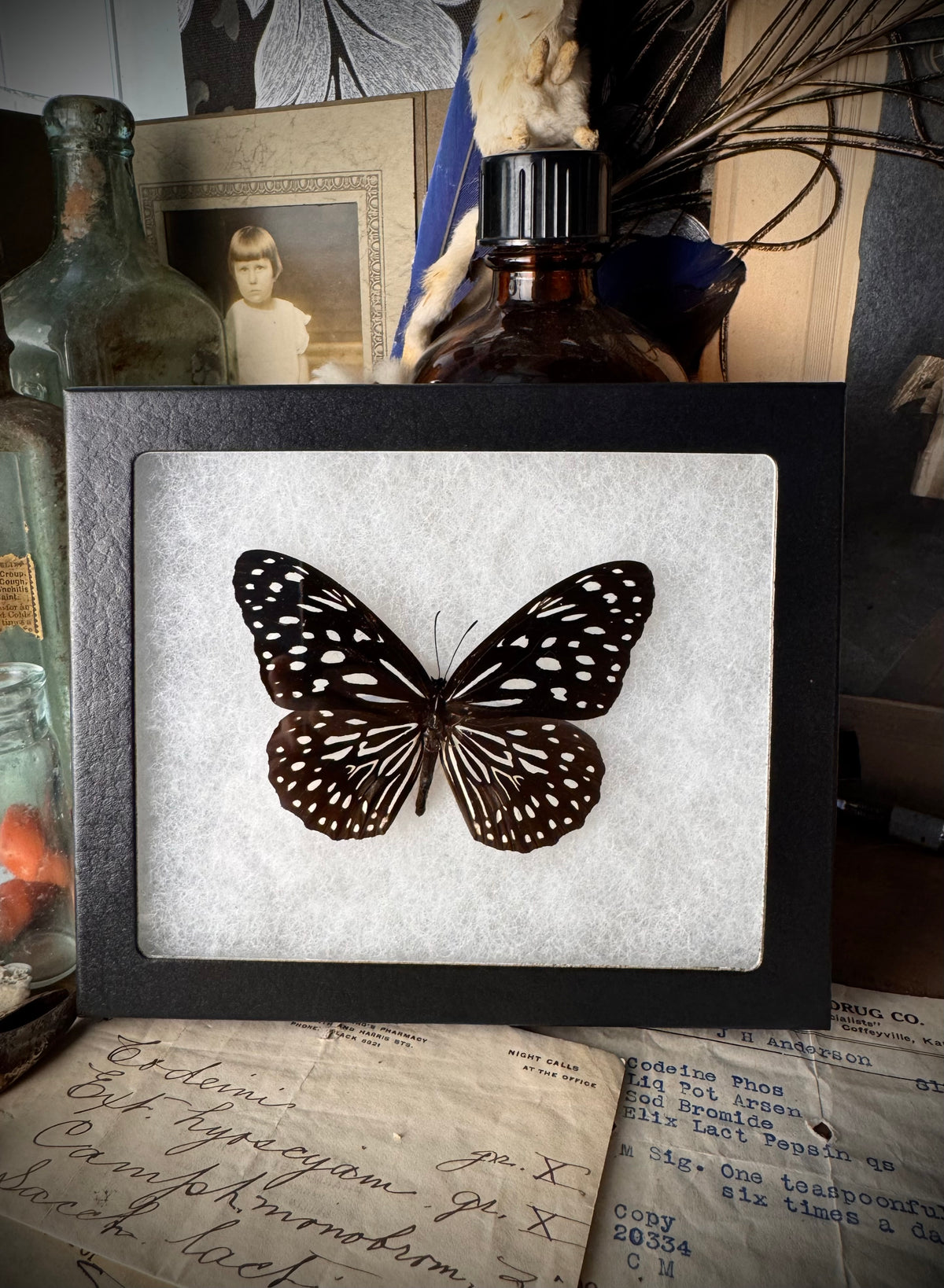 Blue Tiger Butterfly In Frame