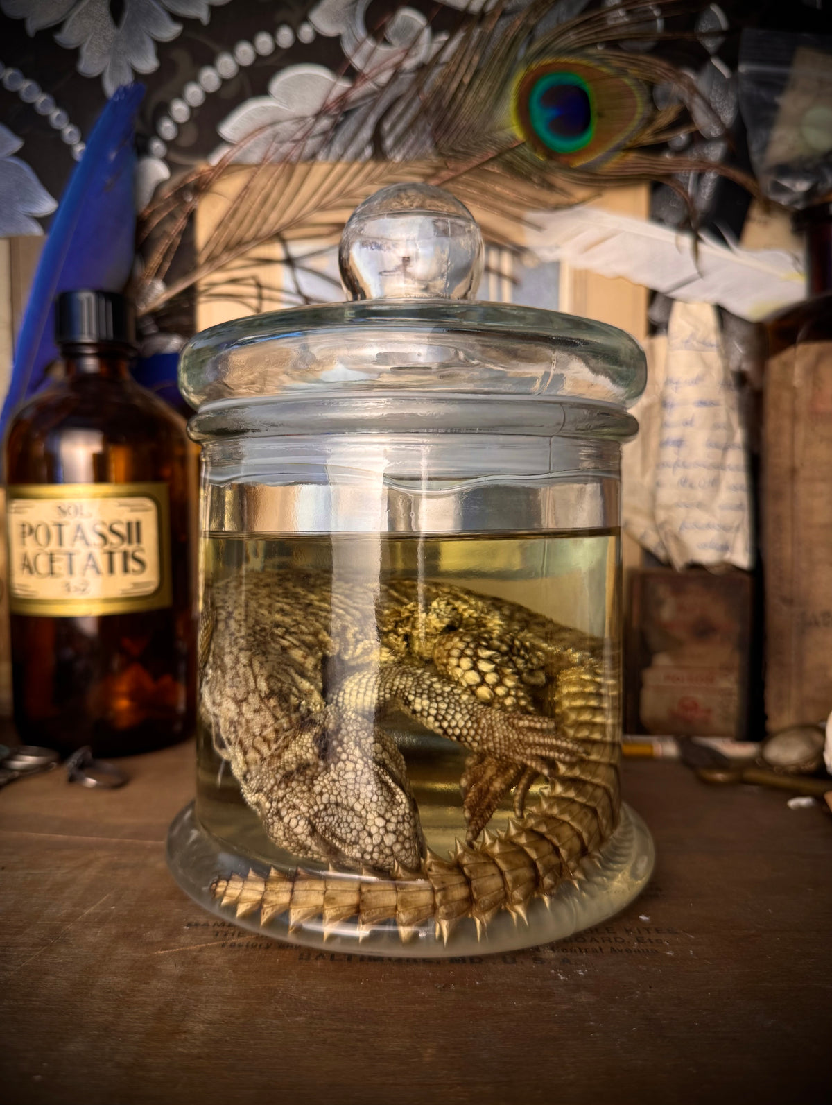 Wet Specimen Juvenile Uromastyx Lizard