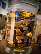 Wet Specimen Ball Python