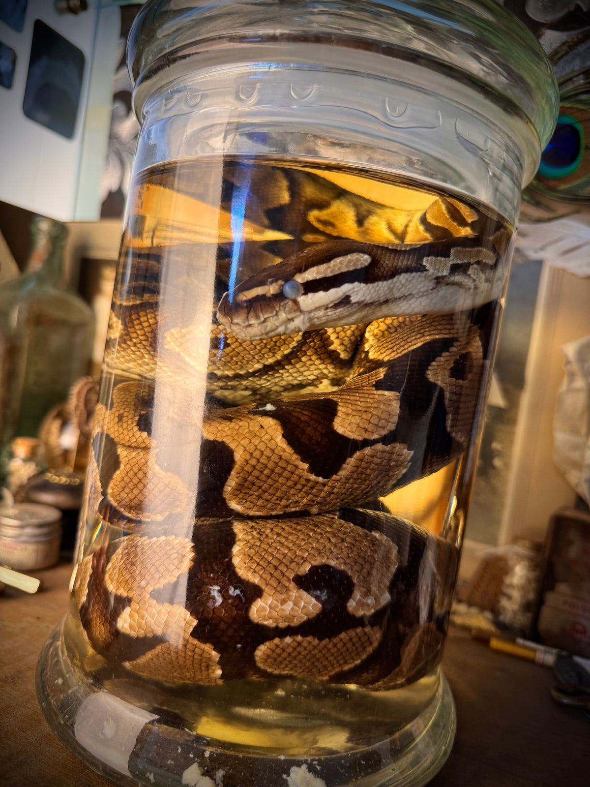 Wet Specimen Ball Python
