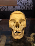 Adult Female Medical Skull