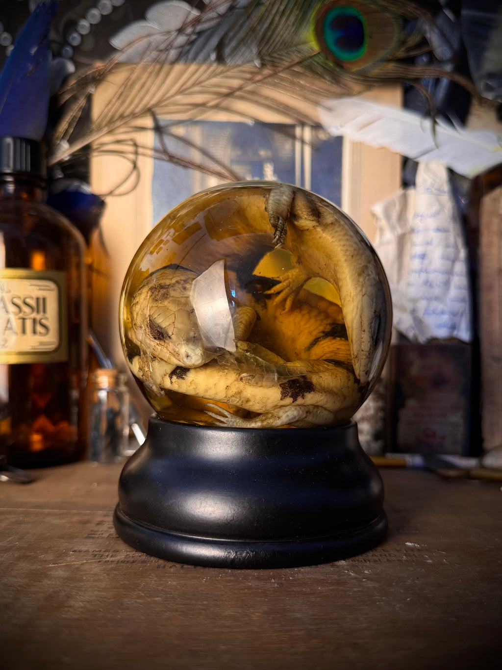Wet Specimen Skink Twins