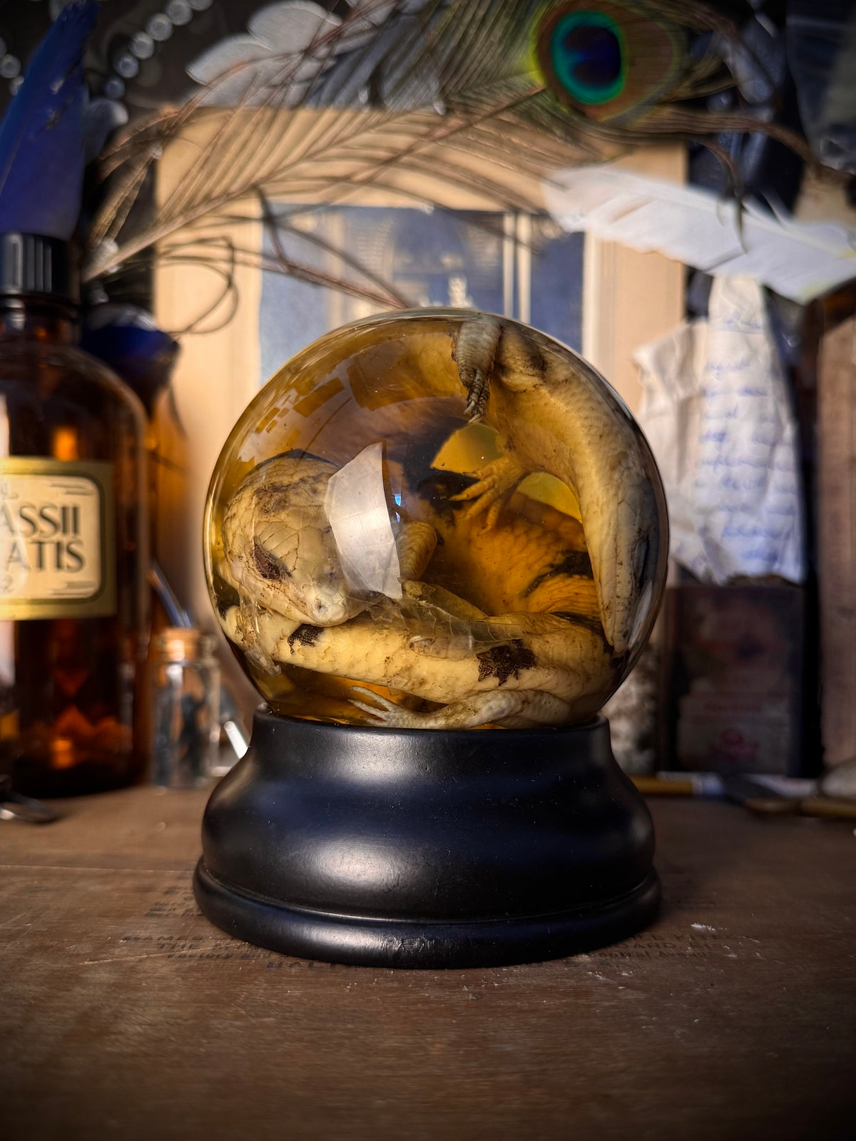 Wet Specimen Skink Twins