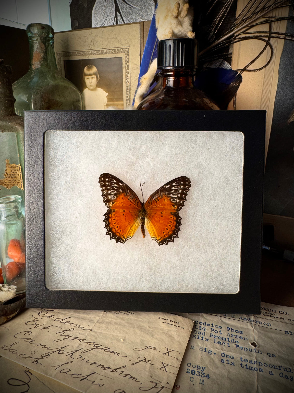 Red Lacewing Butterfly In Frame