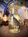 Wet Specimen Chameleon